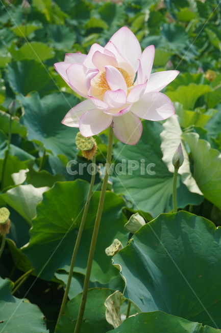 plant,식물,flower,꽃,연꽃,lotus,자연,nature,green,blossom