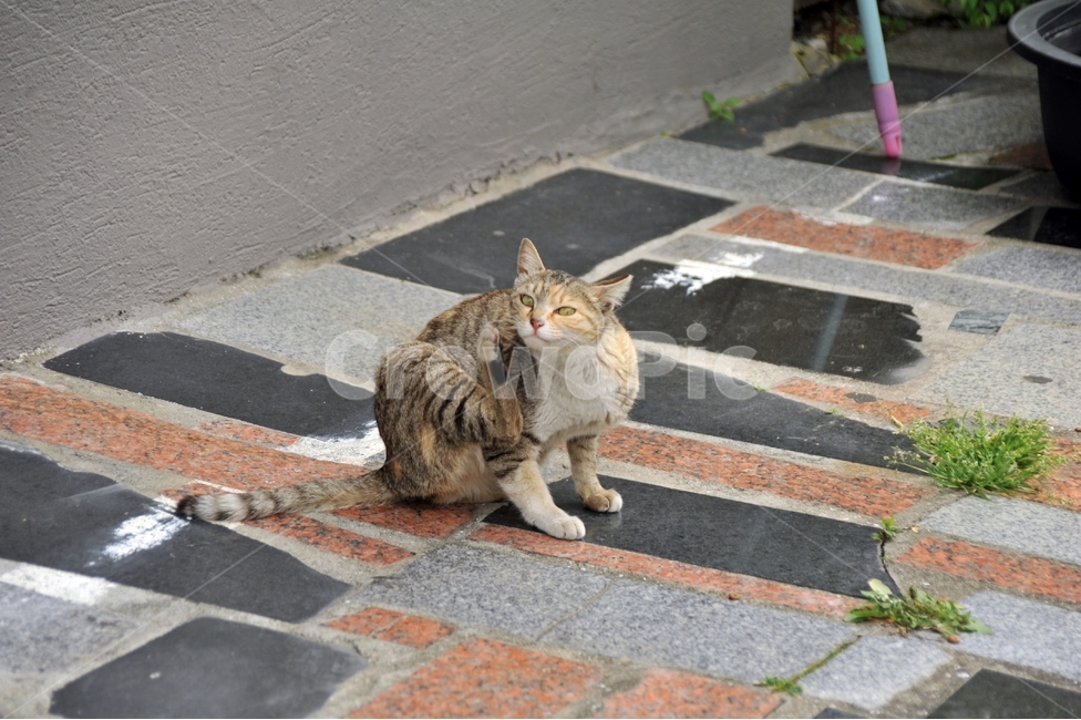 고양이,애묘,길고양이,동물,cat,동물,animal,포유류,mammal,고양이,cat,kitten,kitty