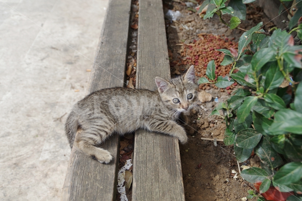 	여행,터키,이스탄불,travel,turkey,istanbul,고양이,cat,동물,animal,고양이,cat,kitten,kitty,포유류,mammal