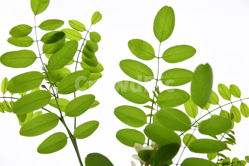 잎,나뭇잎,아카시아,나무,배경,하늘,식물,자연,감성,힐링,plants,nature,feeling,healing,초록,녹색,green,식물,자연,plants,nature