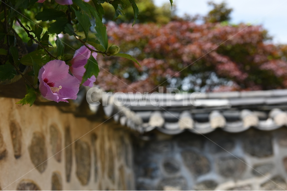 무궁화,꽃,성벽,식물,blossom,flower,plant