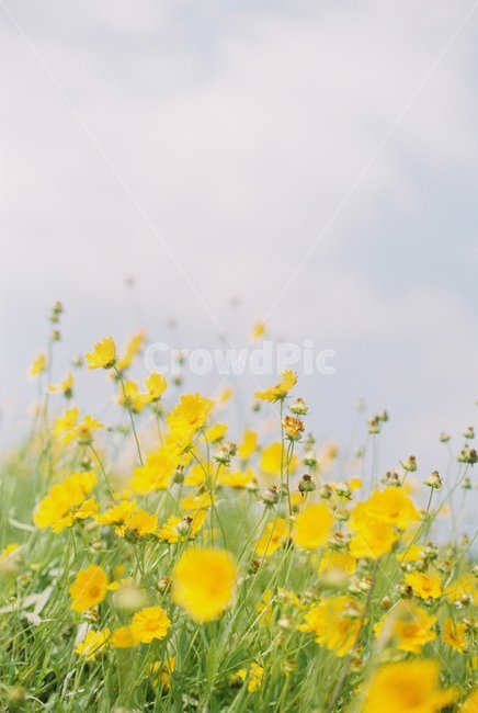제주,꽃,자연,들꽃,들풀,필름,필름사진,하늘,jeju,flower,wildflower,film