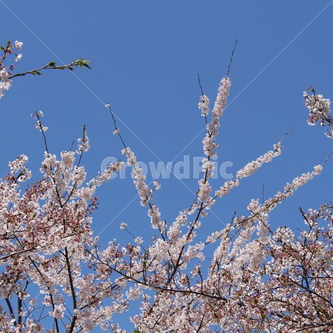 벚꽃,cherryblossom,blossom,꽃,flower,식물,plant,봄,spring