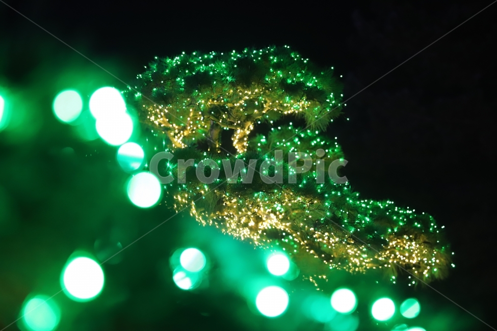 보캐,불빛,LED,감성,느낌,차가움,야경,밤,풍경,nightscape,night,landscape,식물,자연,plants,nature,나무,trees,wood,light,빛