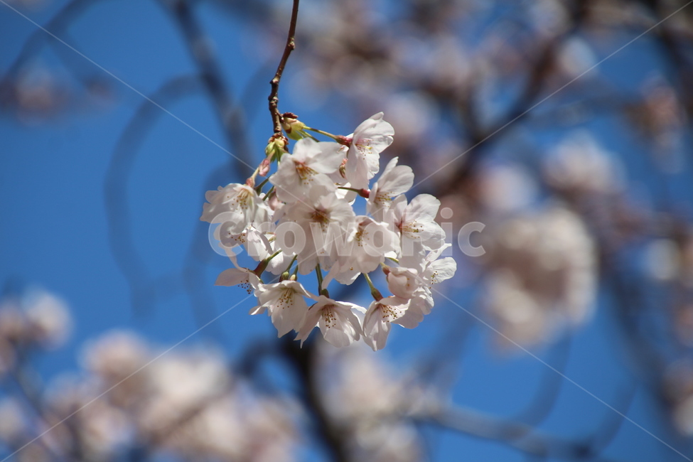 봄,흰색,벗꽃,나무,꽃,봄,계절,spring,season,식물,자연,plants,nature,꽃,flower,plant