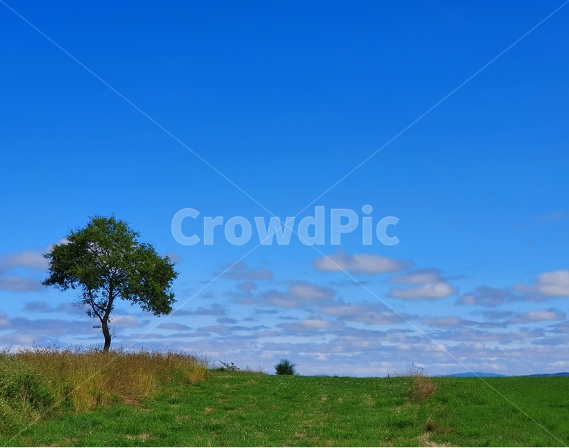 grassland,목초지,outdoors,옥외,field,들,nature,자연,savanna,대초원,spain,스페인,자연,풍경,nature,landscape,나무,trees,wood