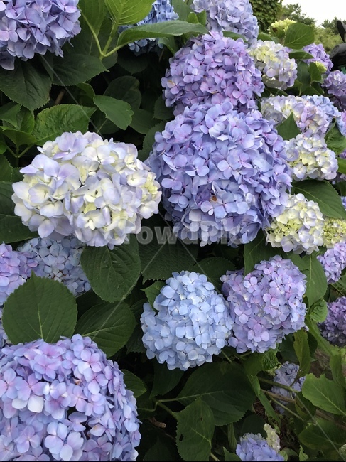 꽃,수국,여름,꽃다발,식물,flower,plant
