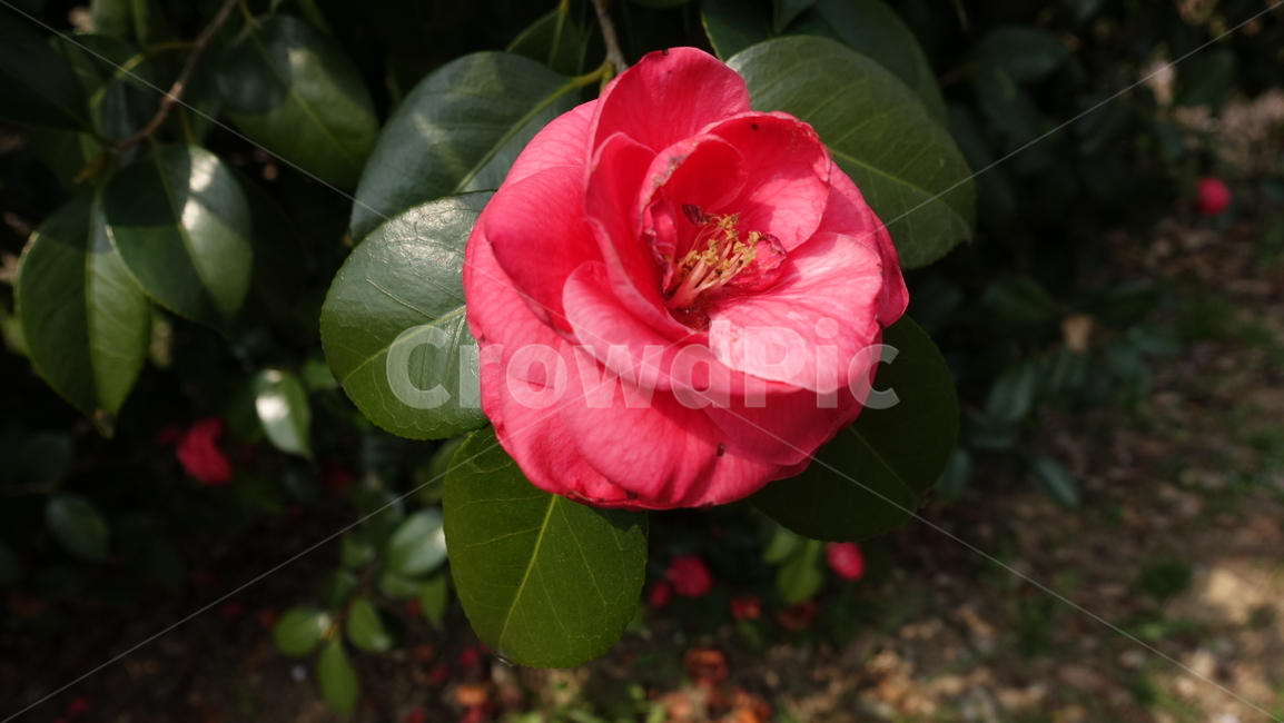 동백,동백꽃,꽃,식물,붉은색,동백나무,식물,자연,plants,nature,꽃,flower
