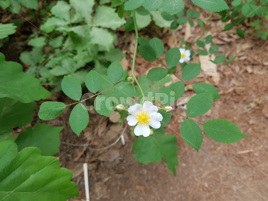 summer,spring,flower,봄여름,꽃,식물