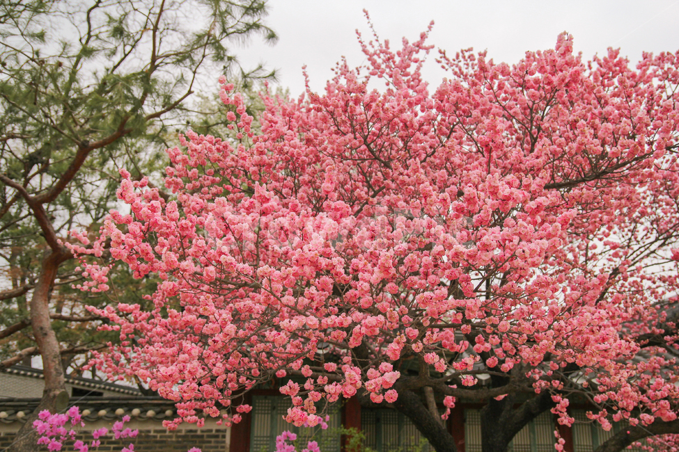 홍매화,매화,매화나무,매화꽃,꽃,봄,자연,풍경,감성사진,봄,계절,spring,season,식물,자연,plants,nature,꽃,flower,plant,blossom
