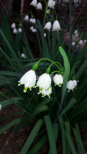 꽃,청초,자연,초롱꽃,해질녁,식물,자연,plants,nature,꽃,flower