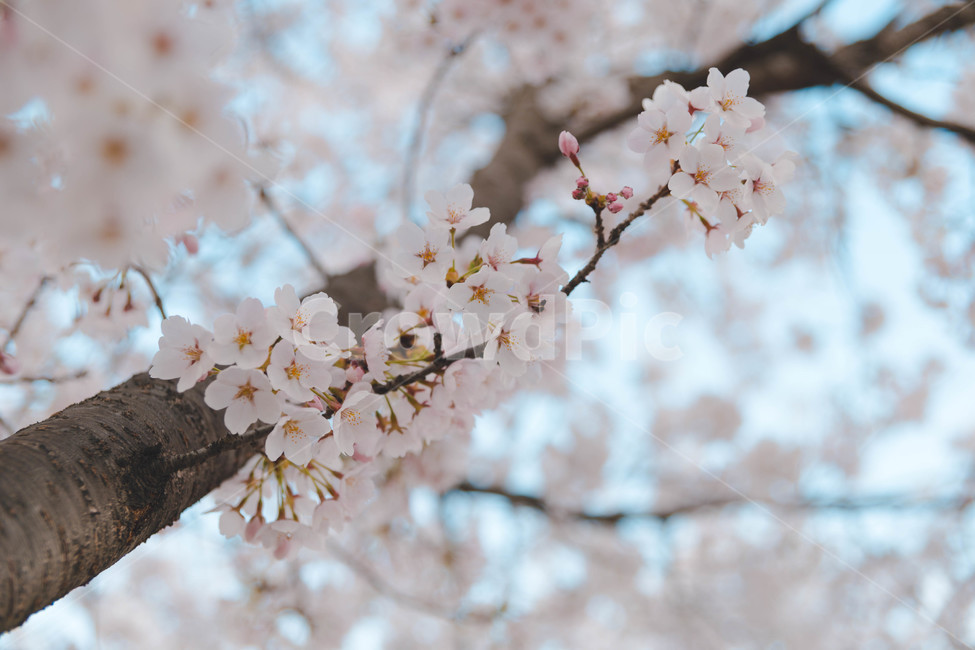 봄,벚꽃,봄꽃,꽃잎,flower,blossom,cheeryblossom