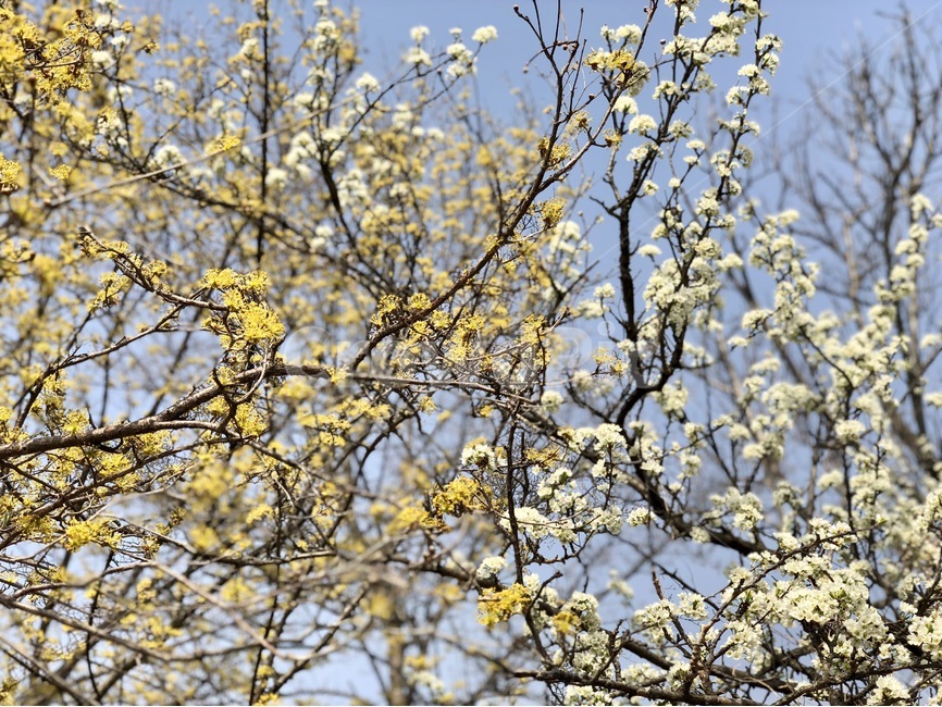 구례,산유수,꽃,노란색,하얀색,봄,계절,spring,season,식물,자연,plants,nature,꽃,flower,plant