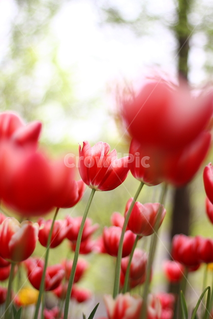 튤립,꽃,꽃봉오리,봄,꽃길