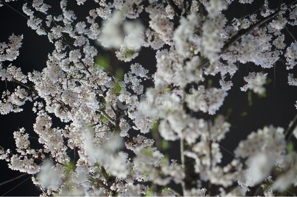 벗꽃,야경,가로등,흰색,빛,밤,봄,계절,spring,season,야경,밤,풍경,nightscape,night,landscape,식물,자연,plants,nature,꽃,flower,outdoors,옥외,ice,빙