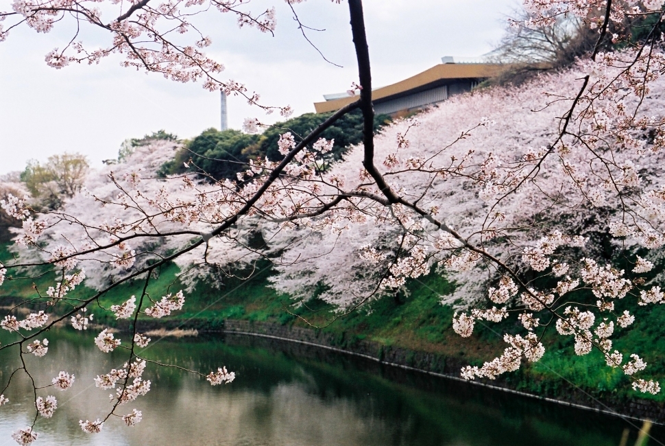 벚꽃,벚꽃나무,일본벚꽃,꽃길,추억,봄,필름,봄,계절,spring,season,식물,자연,plants,nature,꽃,flower,plant,cherry blossom,blossom