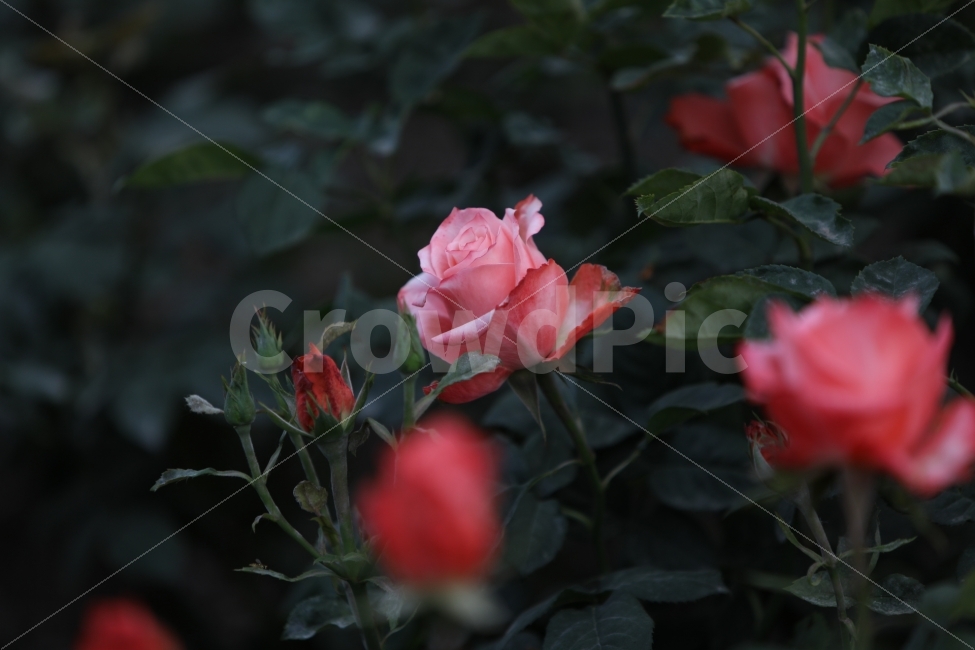 풍경,자연,스냅,꽃,캐논,일상,식물,자연,plants,nature,꽃,flower