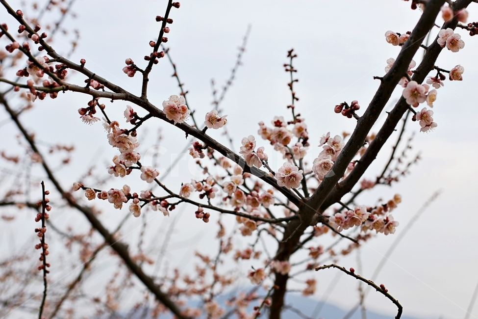 hadong,하동,매화축제,매화,매화꽃,꽃,flower,봄,계절,spring,season,식물,자연,plants,nature,꽃,flower,plant,blossom