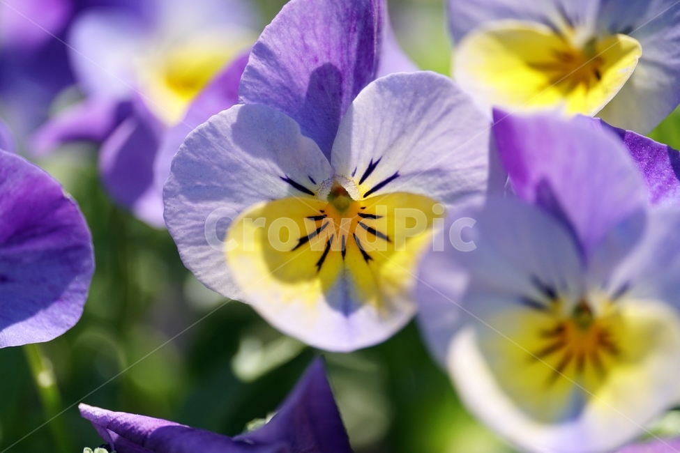 플라워,flower,식물,plants,나뭇가지,자연,nature,봄꽃,꽃사진,접사,마크로,macro,closeup,클로즈업,풍경,landscape,spring,한국자연,입춘,4월,april,감성,감성사진,힐링,힐링사진,느낌,feel,feeling,snap,스냅,스냅사진,꽃밭,화단,팬지꽃,비올라,제비꽃,pansy,Viola,현화식물문,쌍떡잎식물강,초화,식물,자연,plants,nature,꽃,flower