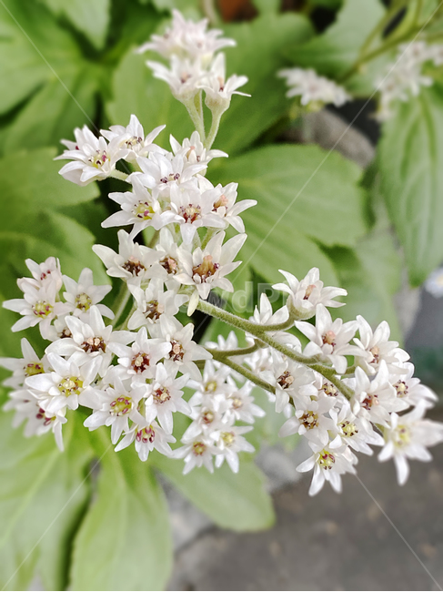 식물,꽃,돌단풍,여러해살이식물,흰색꽃,야생화,blossom,flower,감성,힐링,화사함