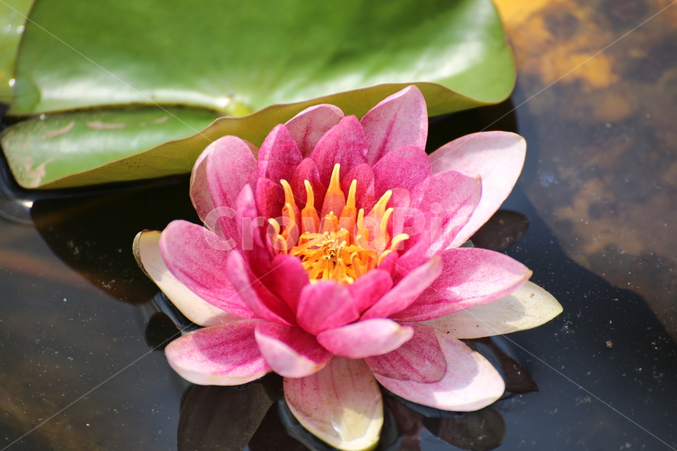 연꽃,연꽃사진,꽃,flower,꽃사진,식물,자연,plants,nature,꽃,flower