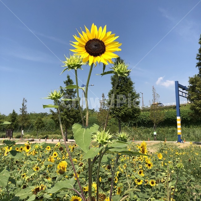 해바라기,꽃,여름,해바라기밭,햇빛,식물,대저
