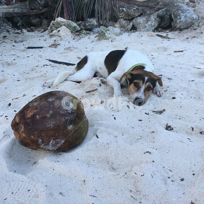 beach,모래사장,동물,강아지,개,강아지야자수,animal,dog,mammal,포유류,동물,animal,포유류,mammal,개,강아지,dog,doggy