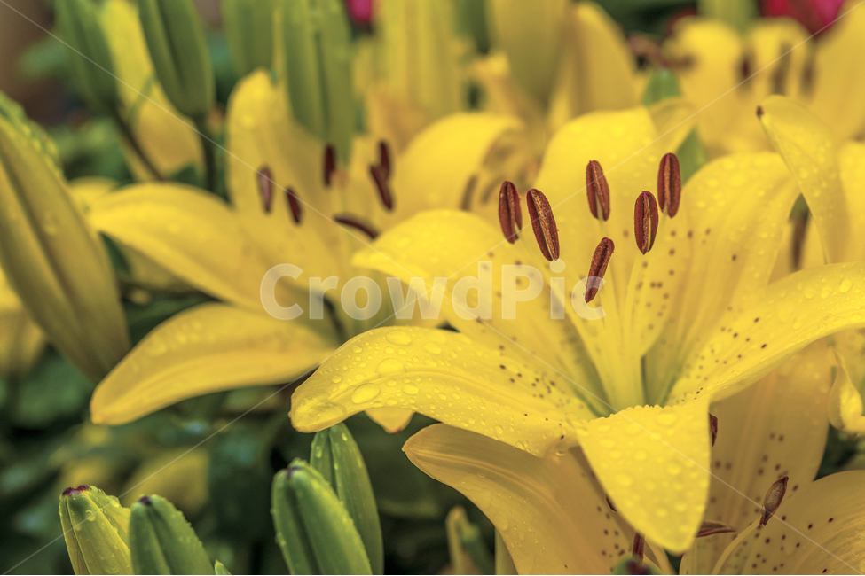 꽃,봄,자연,식물,Flower,식물,자연,plants,nature,꽃,flower