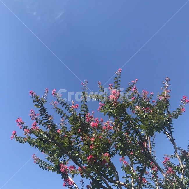 꽃,봄,나무,날씨,하늘,식물,자연,plants,nature,꽃,flower