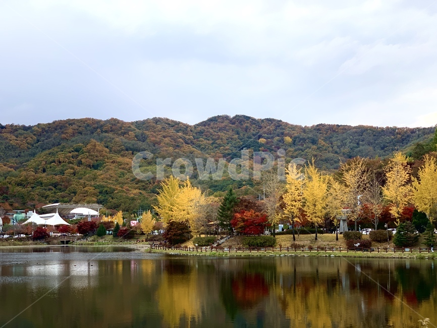 나무,물,가을,maple,가을풍경,자연,tree,plant,옥외,nature