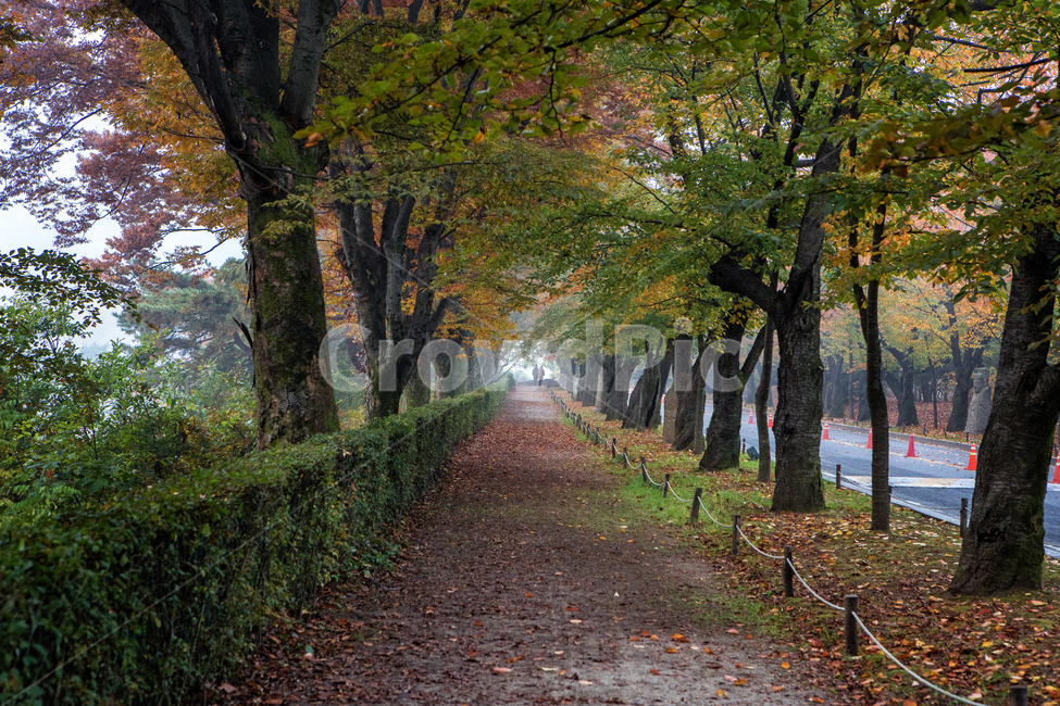 가을길,길,낙엽,단풍,나무,tree,잎,leaf,가을,계절,fall,autumn,season,자연,풍경,nature,landscape,식물,plants,나무,trees,wood,tree trunk,나무 줄기,plant