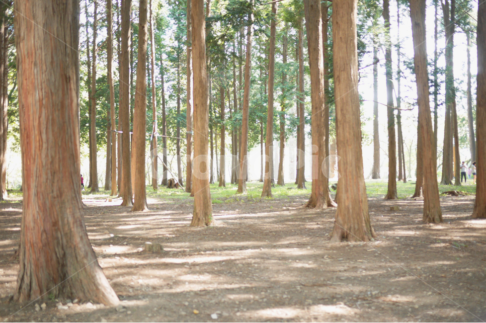 양산,법기수원지,경상남도양산,편백나무숲,편백나무,감성사진,감성,숲길,가을,자연,vegetation,초목,식물,tree,land,forest,작은숲,human,인간,나무줄기,treetrunk,woodland,삼림지,자연,풍경,nature,landscape
