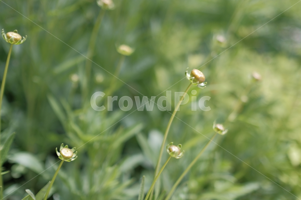 민들레,야생,녹색,dandelion,wild,green