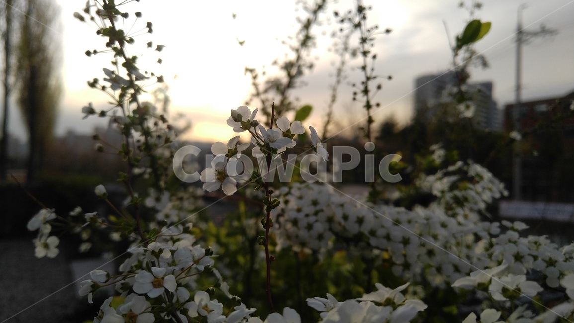조팝나무,장미과,장미목,하얀꽃,꽃,흰색,야외,감성,배경,봄,joppod,whiteflowers,flower,white,outdoor,emotional,background,spring