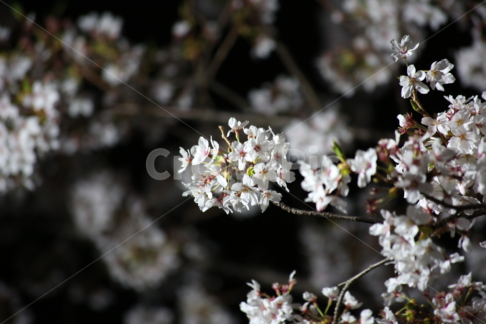 봄,벚꽃,야경,꽃,야간촬영,흰색,흰꽃,봄,계절,spring,season,식물,자연,plants,nature,꽃,flower,plant,blossom