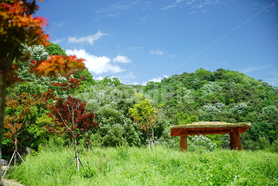 bench,벤치,tree,나무,자연,풍경,자연,풍경,nature,landscape,식물,plants,나무,trees,wood,plant