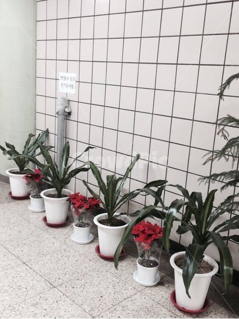 꽃,자연,식물,nature,flower