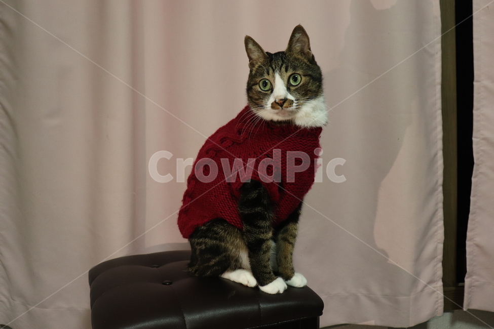 고양이,한국고양이,고등어,집사,cat,koreacat,pet,kitten,knitting,red,뜨개질,동물,animal,포유류,mammal,고양이,cat,kitten,kitty