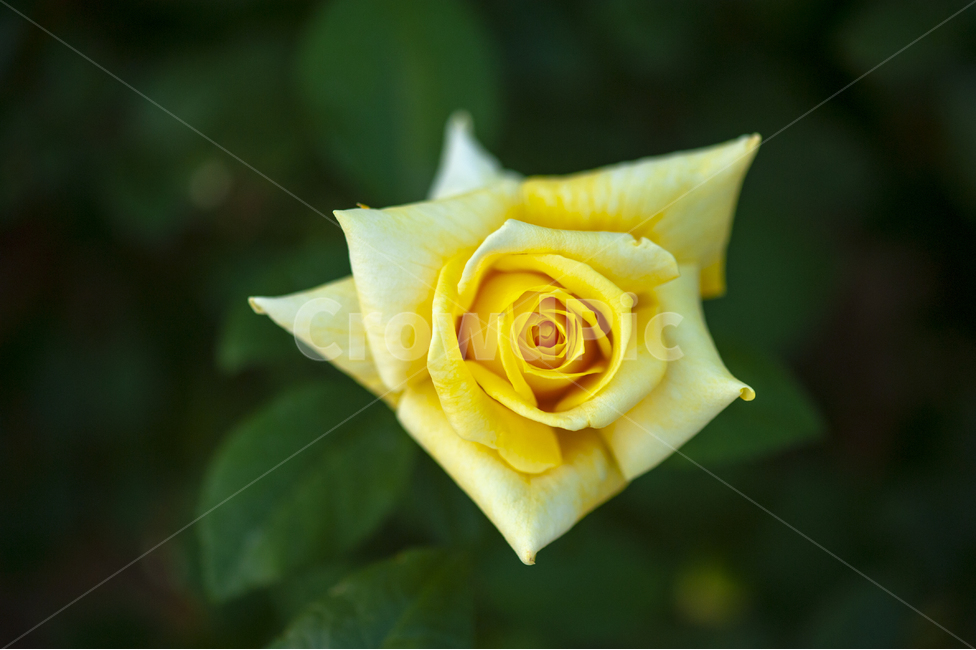 장미,장미정원,꽃,꽃송이,오월장미,장미꽃,접사사진,식물,자연,plants,nature,꽃,flower