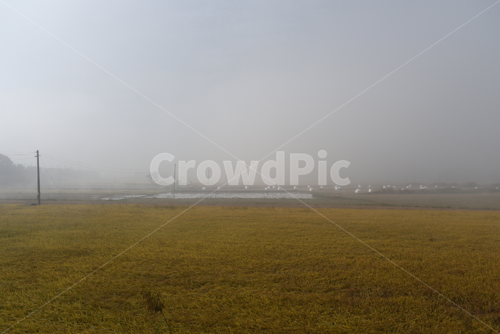 nature,자연,날씨,안개,fog,풍경,가을,논,자연,풍경,nature,landscape