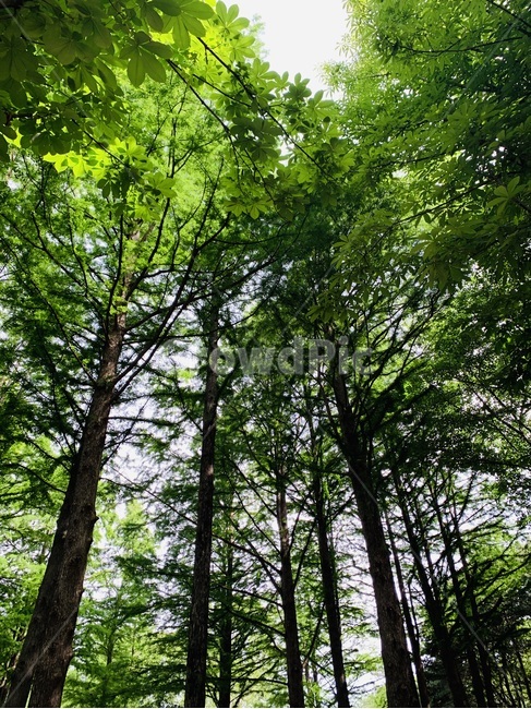 양재,시민의숲,나무,풍경,공원,세로