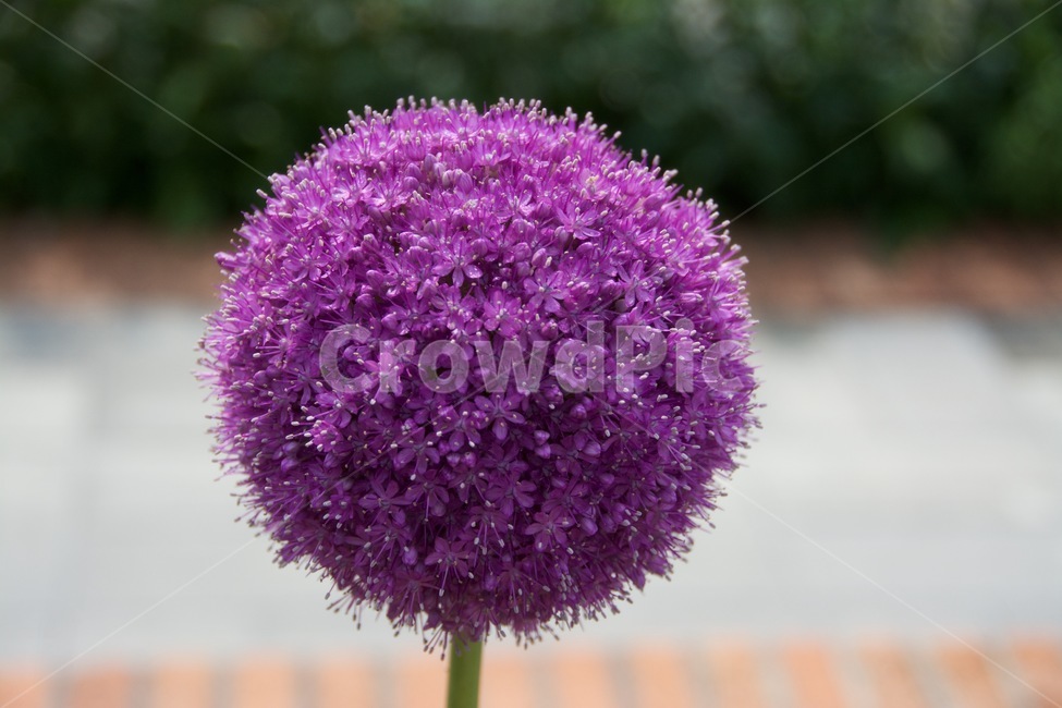 꽃,큰꽃,키큰꽃,보라색꽃,동그란꽃,flower,purpleflower