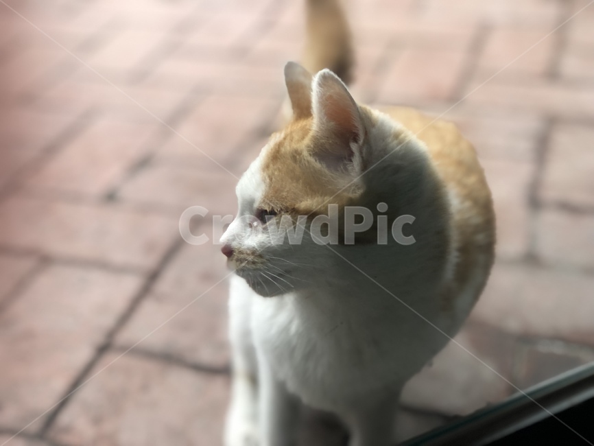 고양이,얼룩고양이,cat,animal,동물