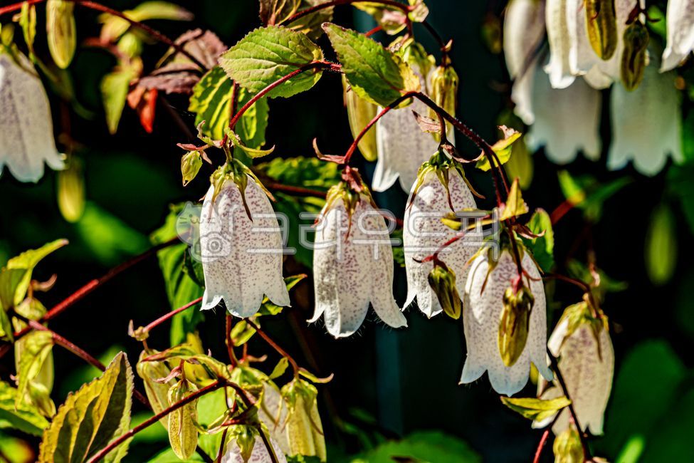 Campanula punctatalam,summer flower,flower,summerblossom,campanula punctatalam,spottedbellflower
