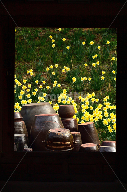 수선화,노랑,풍경,봄,봄꽃,식물,자연,꽃,감성,한국전통,한국문화,korean traditional,korean culture