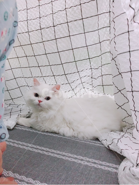 고양이,야옹이,귀여움,더움,여름,피서