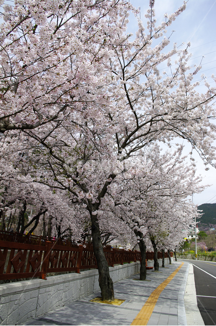 나무,봄,벚꽃나무,식물,꽃,flower,plant,봄,계절,spring,season,식물,자연,plants,nature,나무,trees,wood,blossom