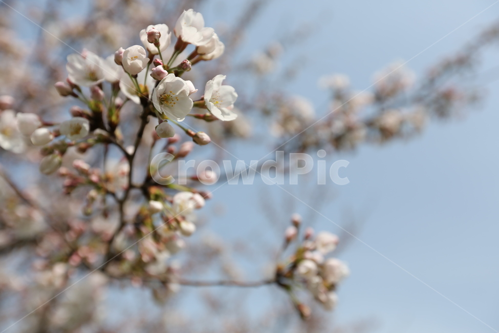 벚꽃,봄,풍경,자연,사진,감성,벚꽃축제,꽃,식물,자연,plants,nature,꽃,flower