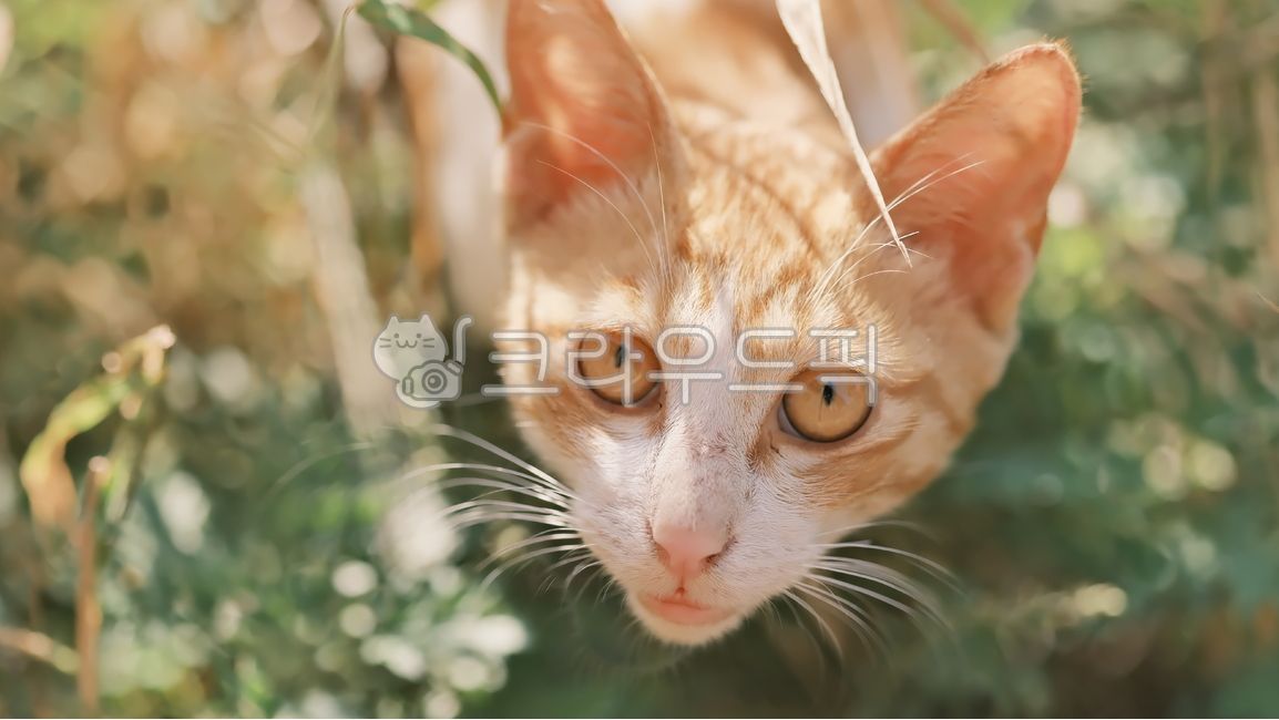 고양이,cat,아기고양이,반려동물,냥이,애완동물,새끼,동물,animal,포유류,mammal,kitten,kitty,길고양이,alleycat,길냥이,straycat,휴식,자연,아침,햇살,cute,귀여운,애기고양이,아름다운,매력적인,아꺵이,애기,아갱이,streetcat