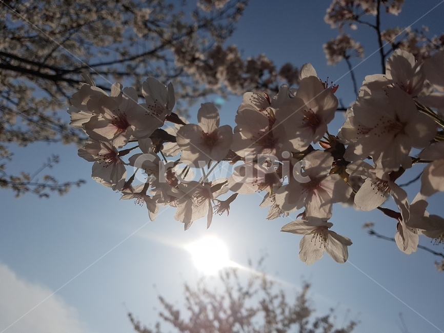 벚꽃,봄,하늘,꽃,분홍색,봄,계절,spring,season,plant,식물,blossom,flower